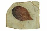 Double-Sided Fossil Leaf (Beringiaphyllum) Plate - Montana #271041-1